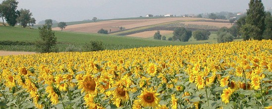 girasoli